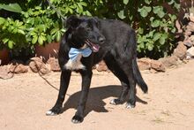 TINO, Hund, Labrador-Mix in Spanien - Bild 13