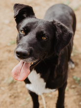 TINO, Hund, Labrador-Mix in Spanien - Bild 19