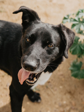 TINO, Hund, Labrador-Mix in Spanien - Bild 21