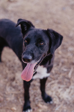 TINO, Hund, Labrador-Mix in Spanien - Bild 26