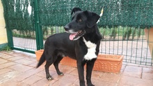 TINO, Hund, Labrador-Mix in Spanien - Bild 33