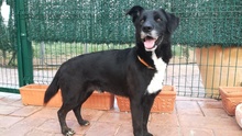 TINO, Hund, Labrador-Mix in Spanien - Bild 34