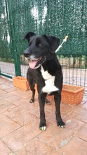 TINO, Hund, Labrador-Mix in Spanien - Bild 36
