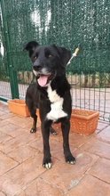 TINO, Hund, Labrador-Mix in Spanien - Bild 37