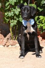 TINO, Hund, Labrador-Mix in Spanien - Bild 8