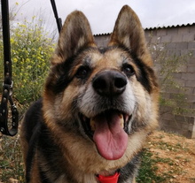 BONES, Hund, Deutscher Schäferhund in Spanien - Bild 1