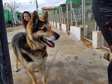 BONES, Hund, Deutscher Schäferhund in Spanien - Bild 3