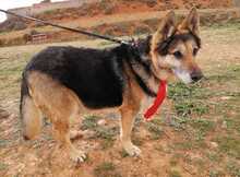 BONES, Hund, Deutscher Schäferhund in Spanien - Bild 9