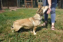 BILLY, Hund, Mischlingshund in Italien - Bild 3