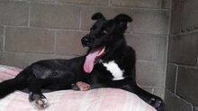 LUCA, Hund, Mastinmischling in Spanien - Bild 2