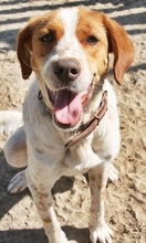 AMBER, Hund, Mischlingshund in Griechenland - Bild 1