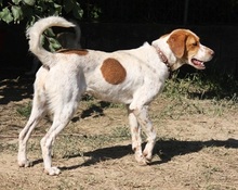 AMBER, Hund, Mischlingshund in Griechenland - Bild 2