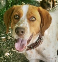 AMBER, Hund, Mischlingshund in Griechenland - Bild 3