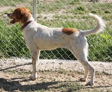 AMBER, Hund, Mischlingshund in Griechenland - Bild 4