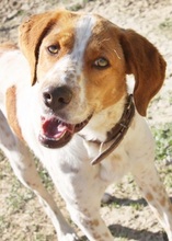 AMBER, Hund, Mischlingshund in Griechenland - Bild 5