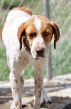 AMBER, Hund, Mischlingshund in Griechenland - Bild 8