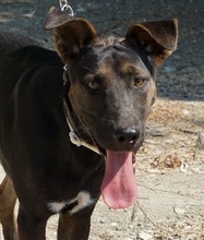 DINO, Hund, Mischlingshund in Zypern - Bild 1