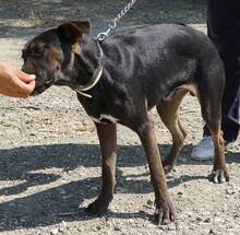 DINO, Hund, Mischlingshund in Zypern - Bild 3