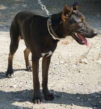 DINO, Hund, Mischlingshund in Zypern - Bild 5