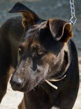 DINO, Hund, Mischlingshund in Zypern - Bild 7