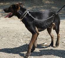 DINO, Hund, Mischlingshund in Zypern - Bild 9