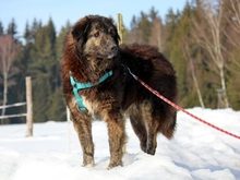 MERLIN, Hund, Mischlingshund in Viechtach - Bild 4