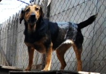 FELÖSKE, Hund, Mischlingshund in Ungarn - Bild 3