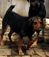 FELÖSKE, Hund, Mischlingshund in Ungarn - Bild 4