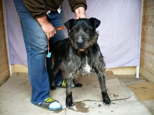 FIDO, Hund, Mischlingshund in Ungarn - Bild 4