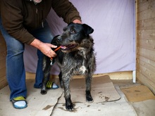 FIDO, Hund, Mischlingshund in Ungarn - Bild 5