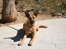JOEY, Hund, Mischlingshund in Spanien - Bild 2