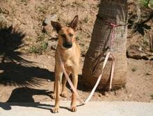 JOEY, Hund, Mischlingshund in Spanien - Bild 3