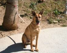 JOEY, Hund, Mischlingshund in Spanien - Bild 5