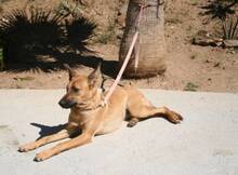 JOEY, Hund, Mischlingshund in Spanien - Bild 6