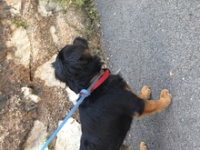 NERO, Hund, Pekingese in Portugal - Bild 1