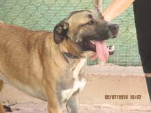 ROKKO, Hund, Boxer-Mix in Spanien - Bild 14