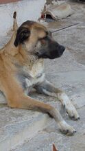 ROKKO, Hund, Boxer-Mix in Spanien - Bild 18