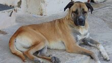 ROKKO, Hund, Boxer-Mix in Spanien - Bild 22