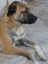ROKKO, Hund, Boxer-Mix in Spanien - Bild 4