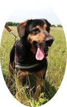 BERNI, Hund, Mischlingshund in Ungarn - Bild 1