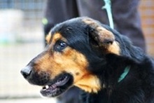 BERNI, Hund, Mischlingshund in Ungarn - Bild 10