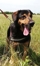 BERNI, Hund, Mischlingshund in Ungarn - Bild 4
