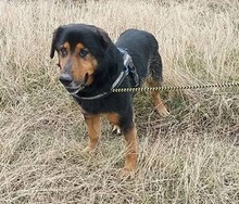 BERNI, Hund, Mischlingshund in Ungarn - Bild 7