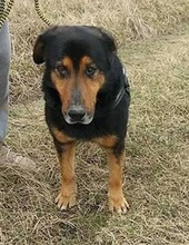 BERNI, Hund, Mischlingshund in Ungarn - Bild 9