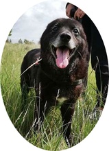 RIGO, Hund, Mischlingshund in Ungarn - Bild 1