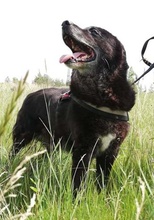 RIGO, Hund, Mischlingshund in Ungarn - Bild 3