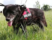 RIGO, Hund, Mischlingshund in Ungarn - Bild 4