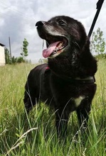 RIGO, Hund, Mischlingshund in Ungarn - Bild 5