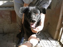 RIGO, Hund, Mischlingshund in Ungarn - Bild 9