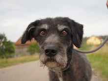 ICARO, Hund, Mischlingshund in Bad Abbach - Bild 1